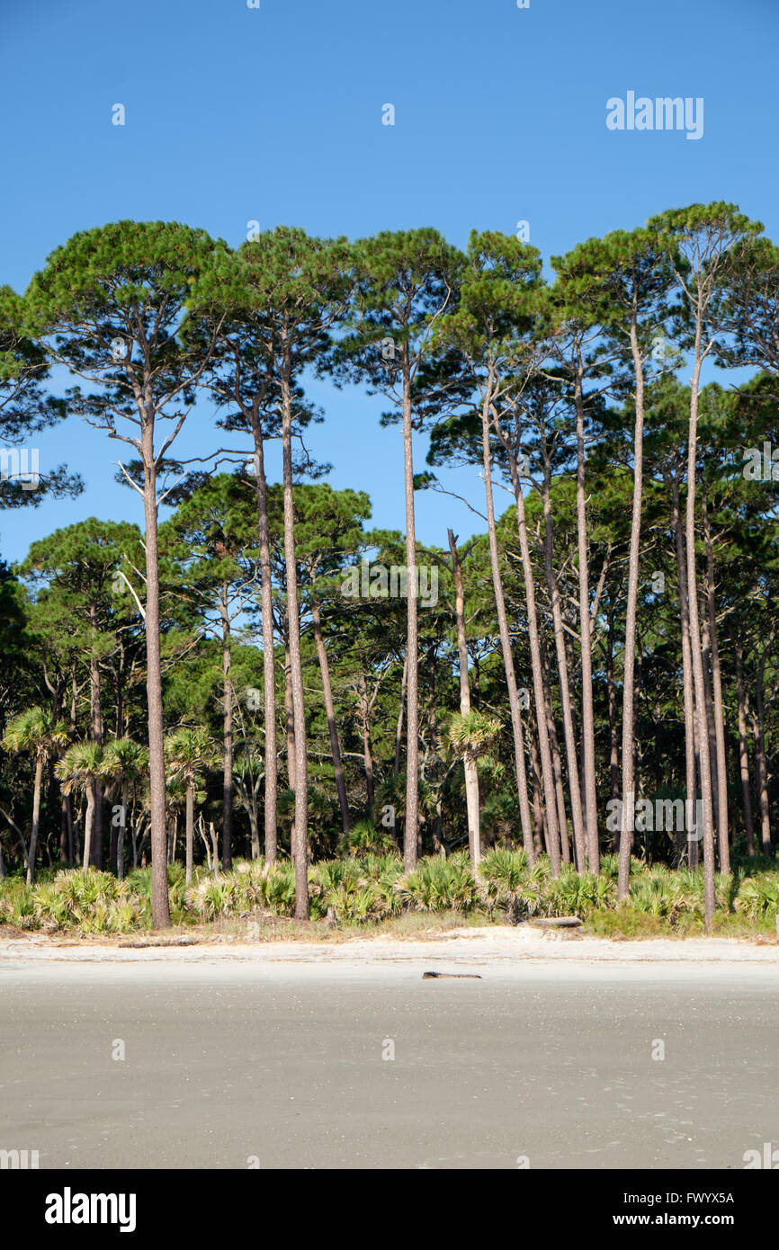 Sabal Palmetto Bäume Strand im Hunting Island State Park, South Carolina, USA Stockfoto