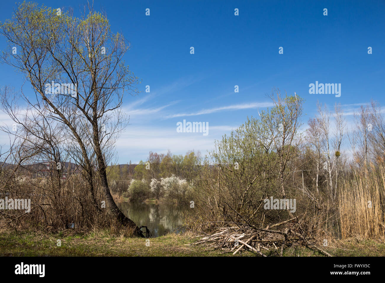 Wilde Natur rund um den See aufwachen im zeitigen Frühjahr. See, reflektieren den Himmel und blühenden Büschen. Sur See, Bratislava, Stockfoto