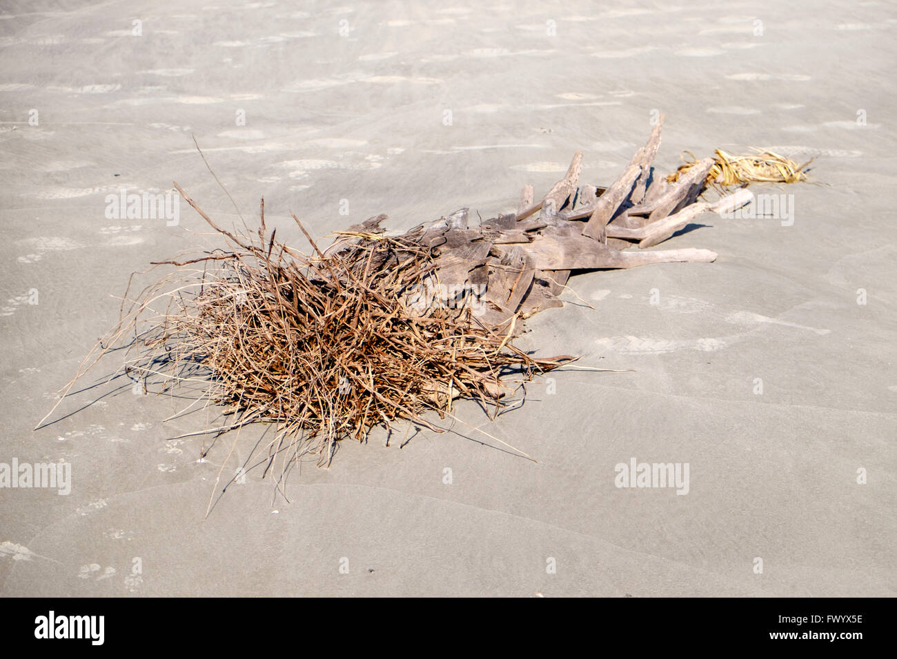 Treibholz am Strand von Hunting Island State Park, South Carolina, USA Stockfoto