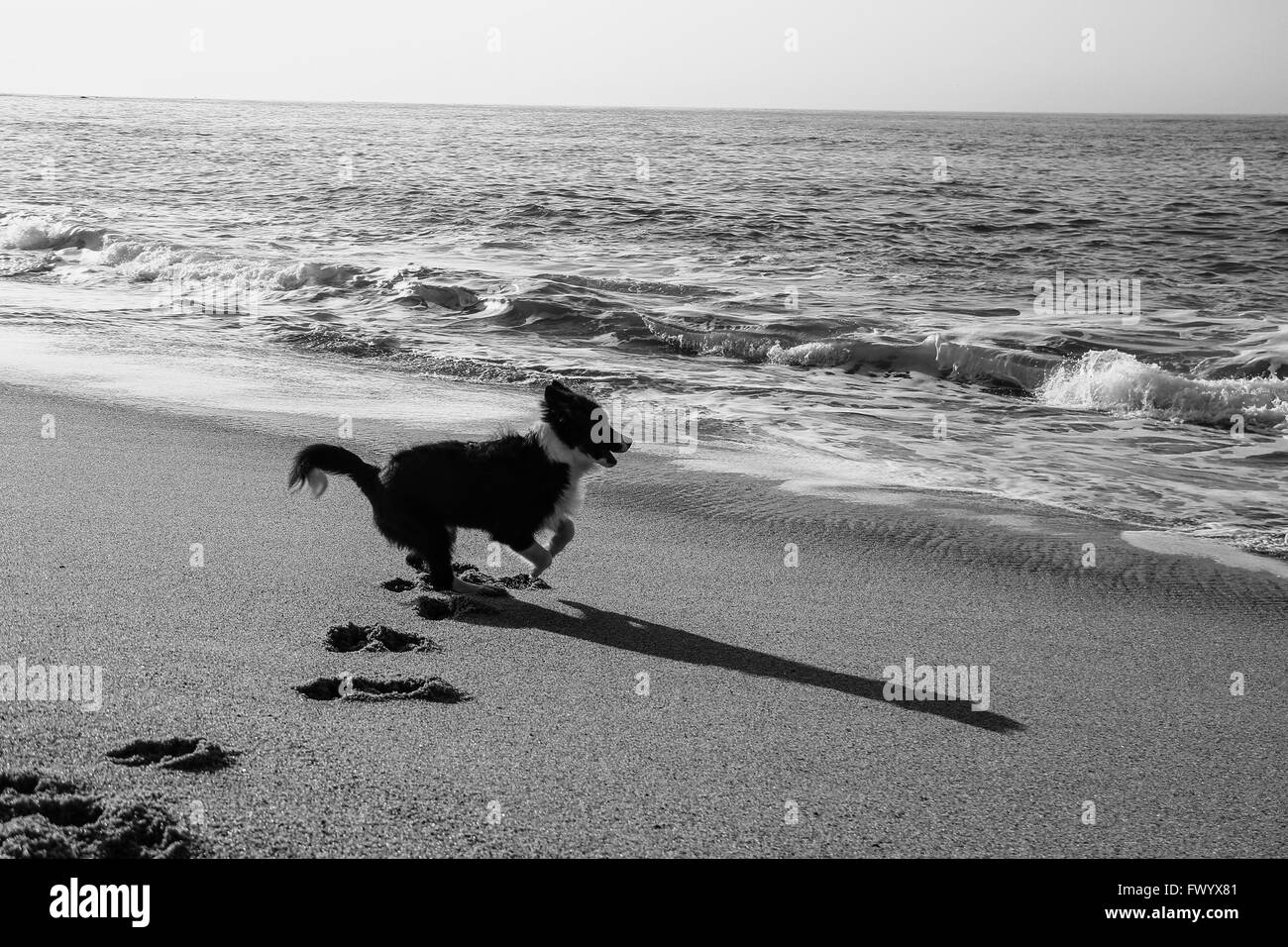 Welpe läuft am Strand Stockfoto