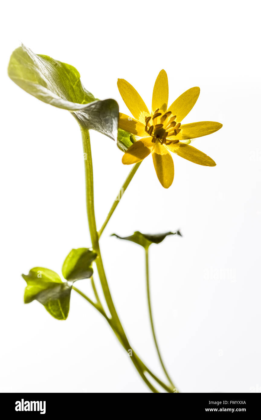 Marsh Marigold (Caltha Palustris) - Blumen und Blätter Stockfoto