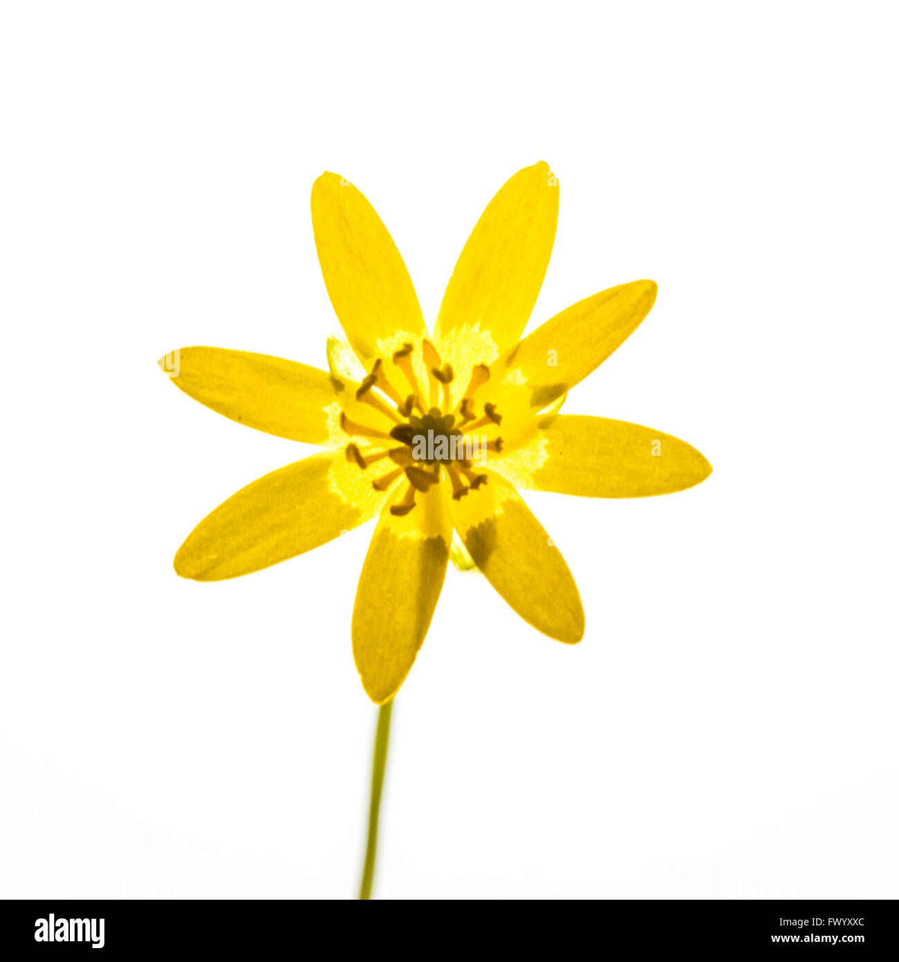 Marsh Marigold (Caltha Palustris) - Frontansicht Stockfoto