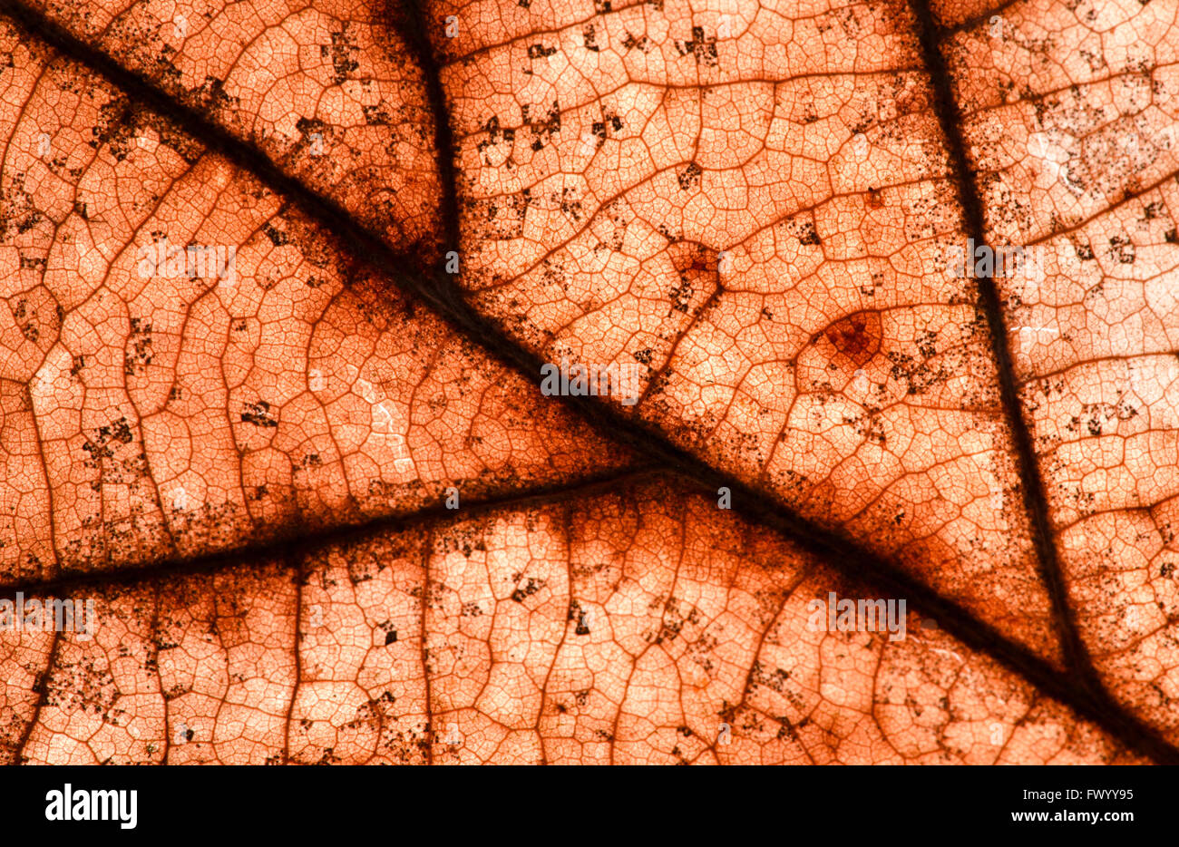 Detail der alten roten Herbst Blattstruktur. Stockfoto