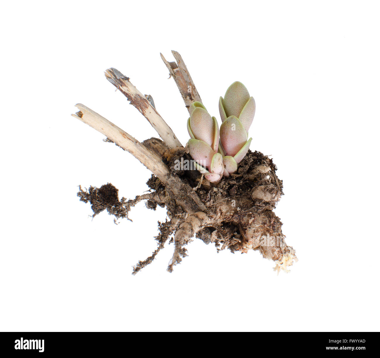Sedum Spectabile sprießen, Wurzeln und alten Zweig isoliert auf weißem Hintergrund. Stockfoto