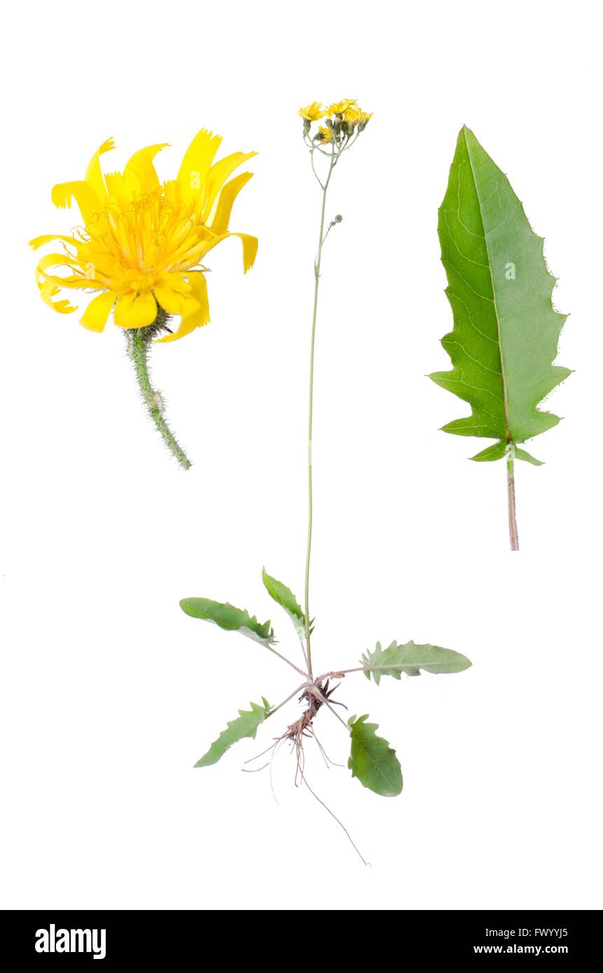 Crepis Paludosa mit Details von Blatt und Blüte neben isoliert auf weißem Hintergrund. Stockfoto