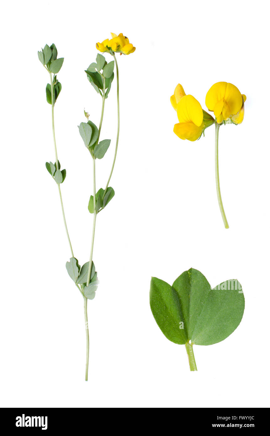 Lotus Corniculatus mit Details der Blüte und Blatt neben isoliert auf weißem Hintergrund. Stockfoto