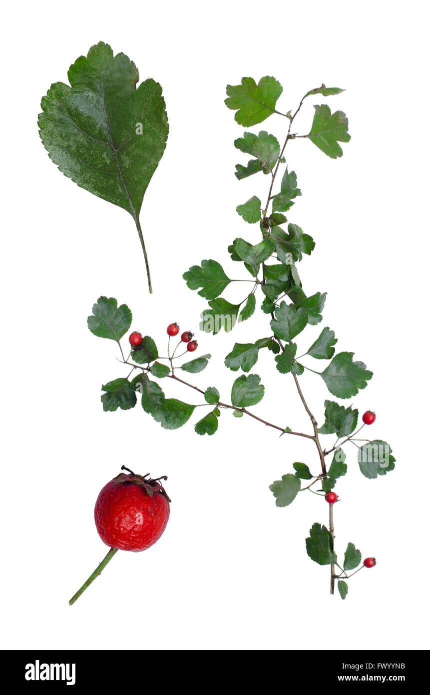 Crataegus mit Details von Blatt und Berry isoliert auf weißem Hintergrund. Stockfoto