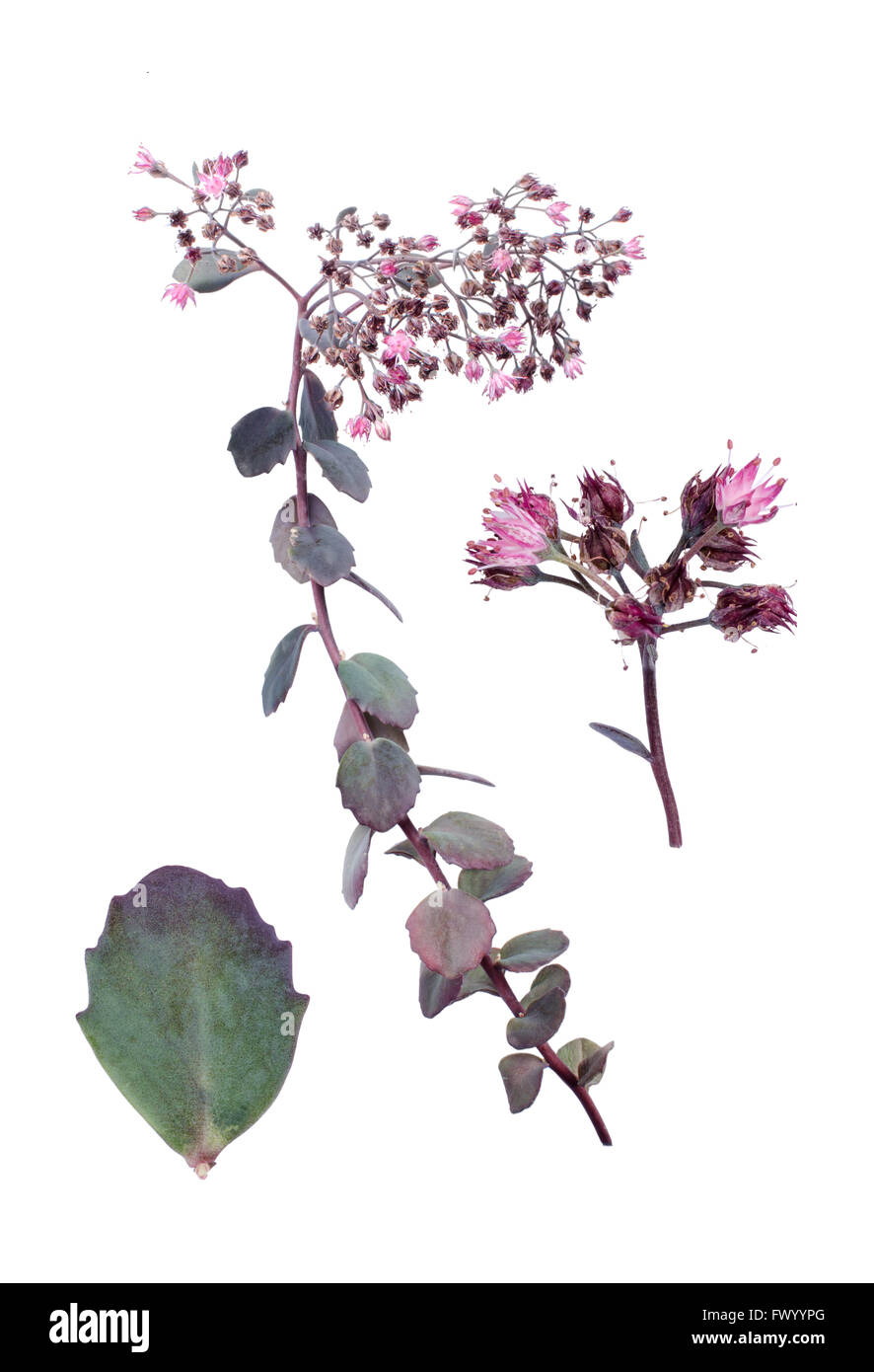 Sedum Cauticola mit Details von Blatt und Blüte vor weißem Hintergrund. Stockfoto