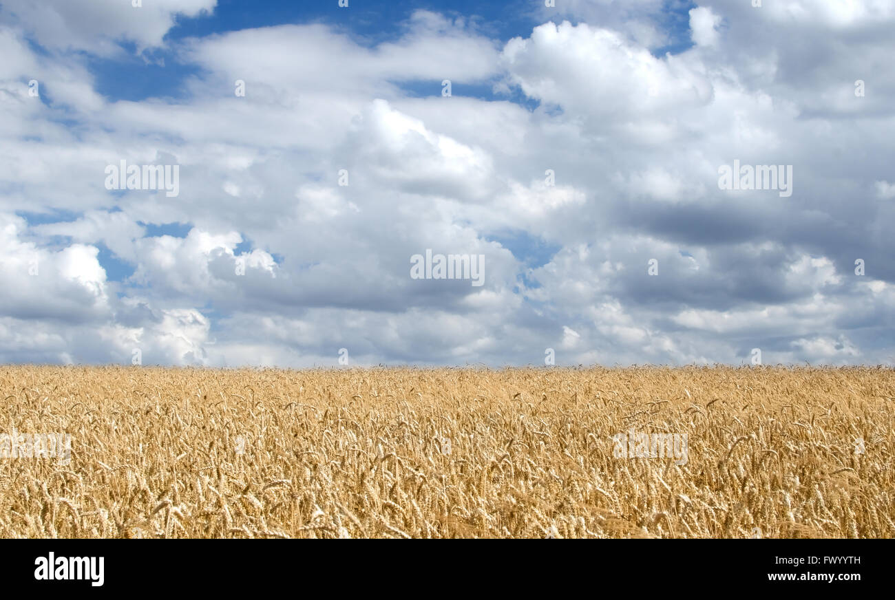 Horizontalen Schuss Landschaft bestehend aus Weizenfeld und bewölktem Himmel. Stockfoto