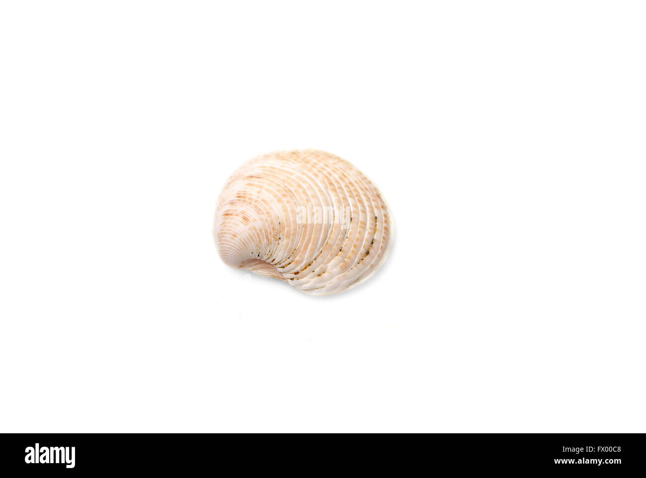 Muschel mit isoliert auf weißem Hintergrund. Stockfoto