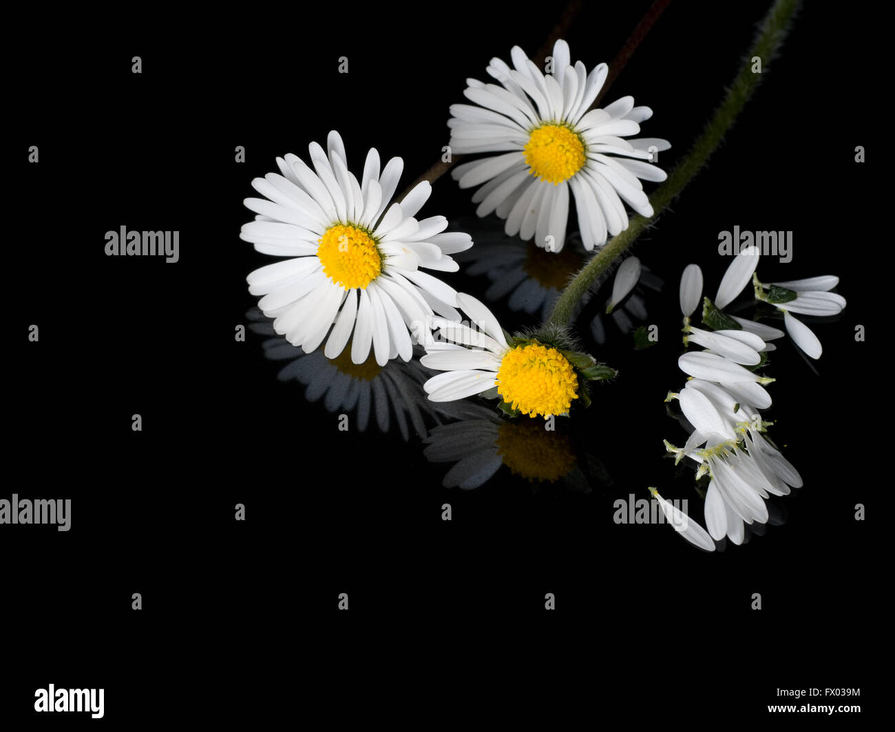 Gänseblümchen und Blütenblätter auf glänzendem Schwarz mit Reflexion. Unschuld-Konzept. Liebt mich, liebt mich nicht Kindheit Spiel. Stockfoto