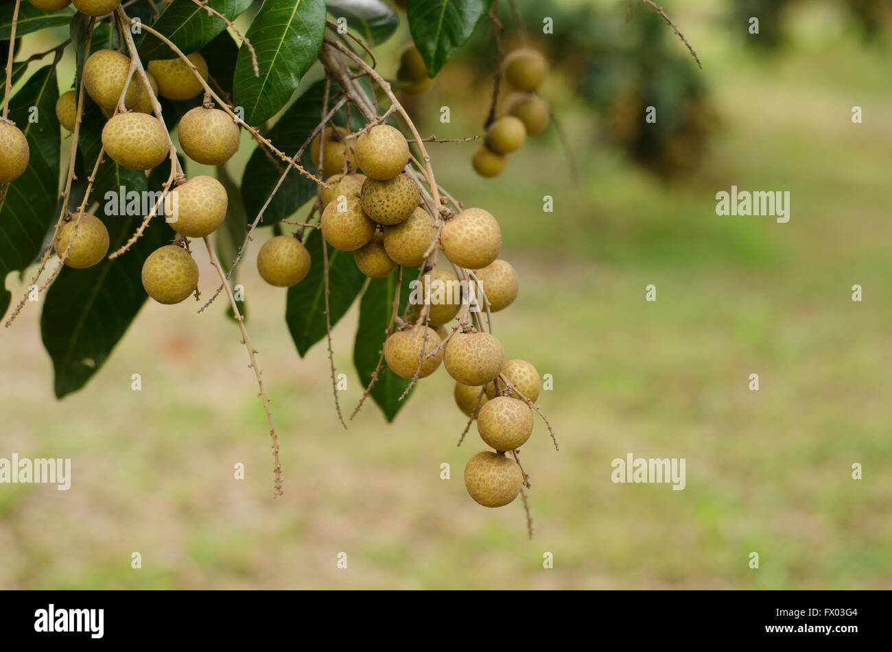 Longan Baum hängen Stockfoto