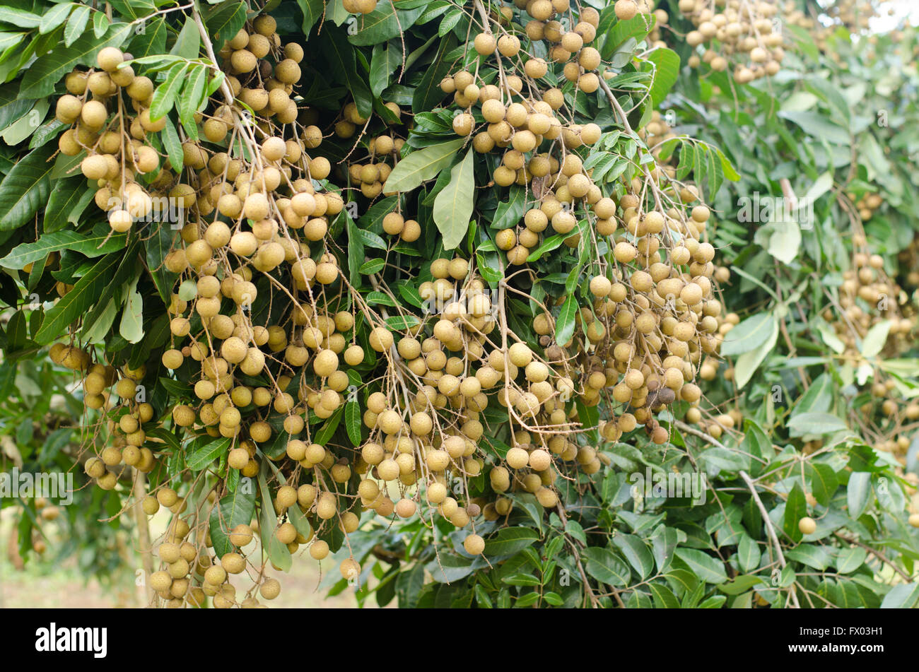 Longan Baum hängen Stockfoto