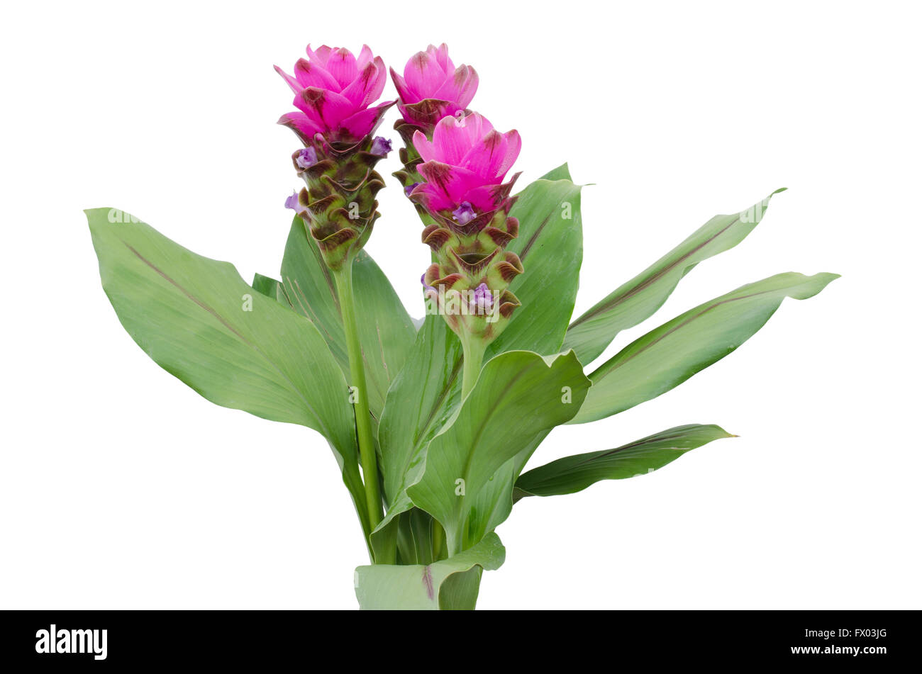 Siam-Tulpe isoliert auf weißem Hintergrund Stockfoto