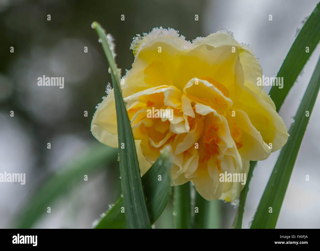 Pennsylvania, USA. 9. April 2016. Schnee fällt auf Frühling Blumen in Swarthmore und Medien Pennsylvania; außerhalb von Philadelphia entfernt. Credit: Don Mennig/Alamy leben Nachrichten Stockfoto