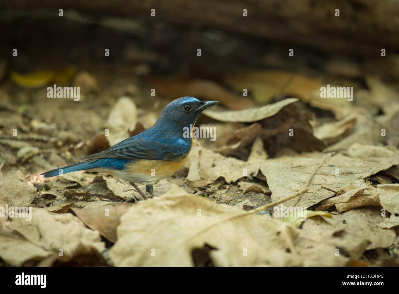Die Tickell blau Fliegenfänger (Cyornis Tickelliae) im Kaeng Krachan Nationlal Park, Thailand. Stockfoto