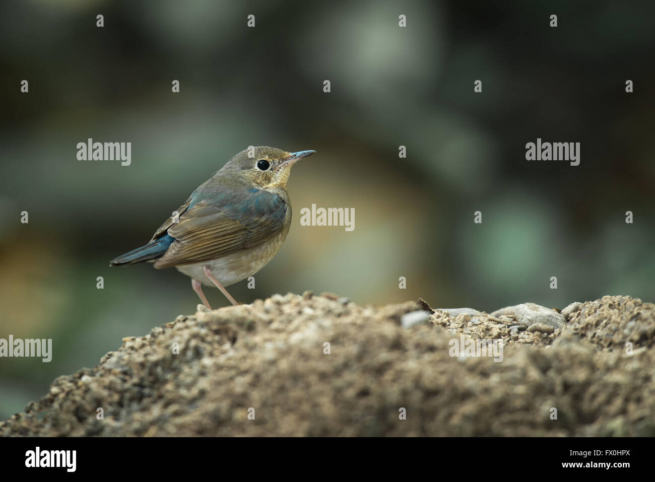 Die Sibirische blaue Robin (Luscinia Cyane) ist eine kleine passerine Vogel, der früher als Mitglied der Soor-Familie klassifiziert wurde Stockfoto