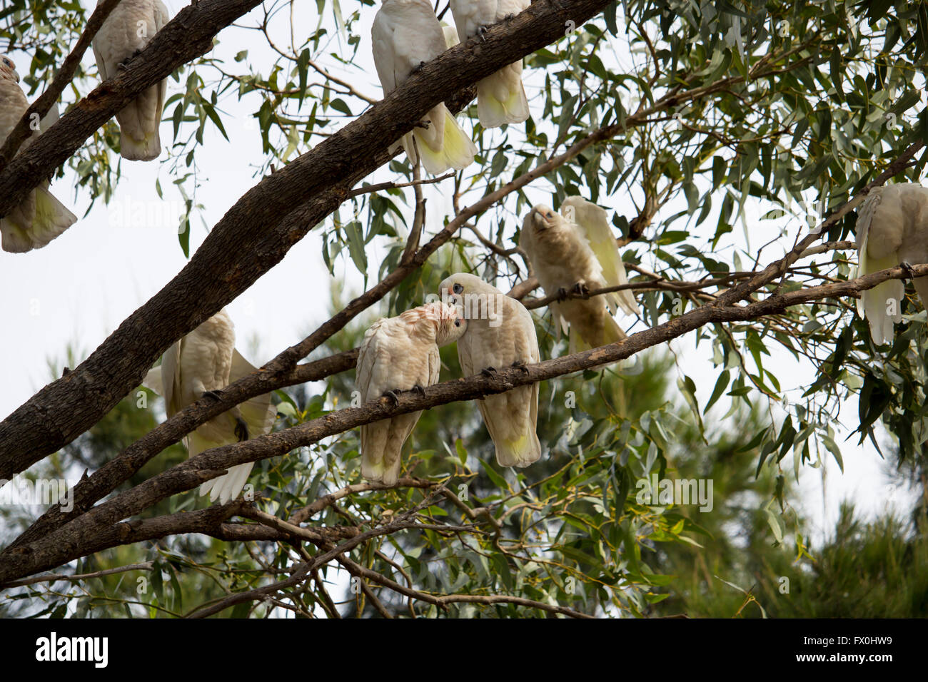 Freche komischen weißen australischen Corellas Licmetis eine