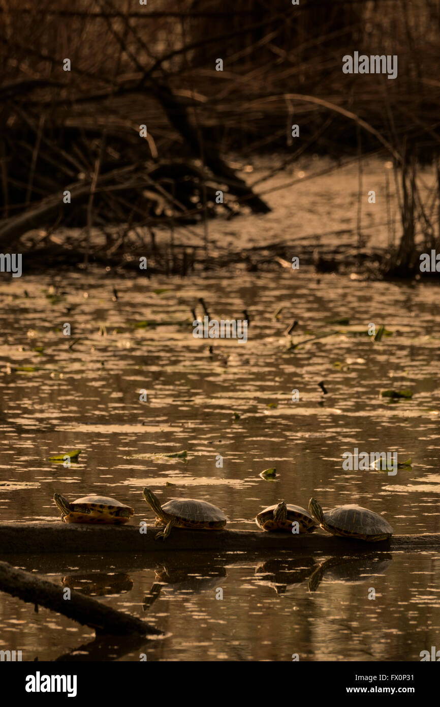 Wasserschildkröten auf einem Ast Stockfoto