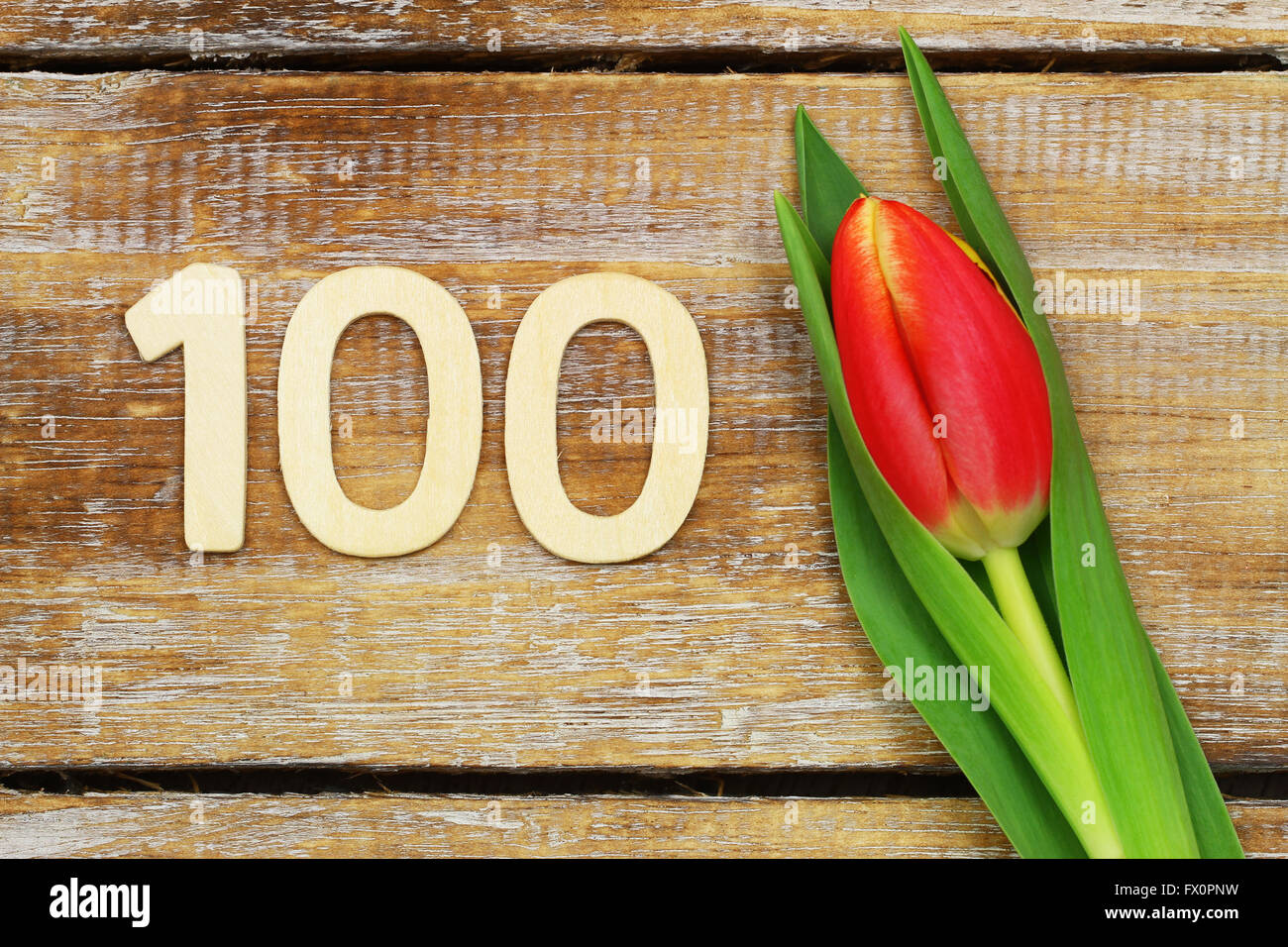 Nummer 100 geschrieben mit Holzbuchstaben und rote und gelbe Tulpe Stockfoto