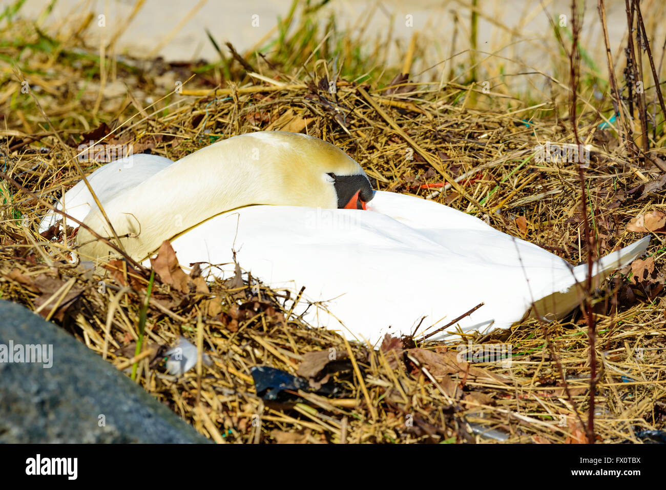 Wilde Höckerschwan (Cygnus Olor) auf ein Nest am Strand liegen. Von der Seite gesehen, wie es ruht seinen Kopf auf den Rücken, einschläft, Schnabel Stockfoto