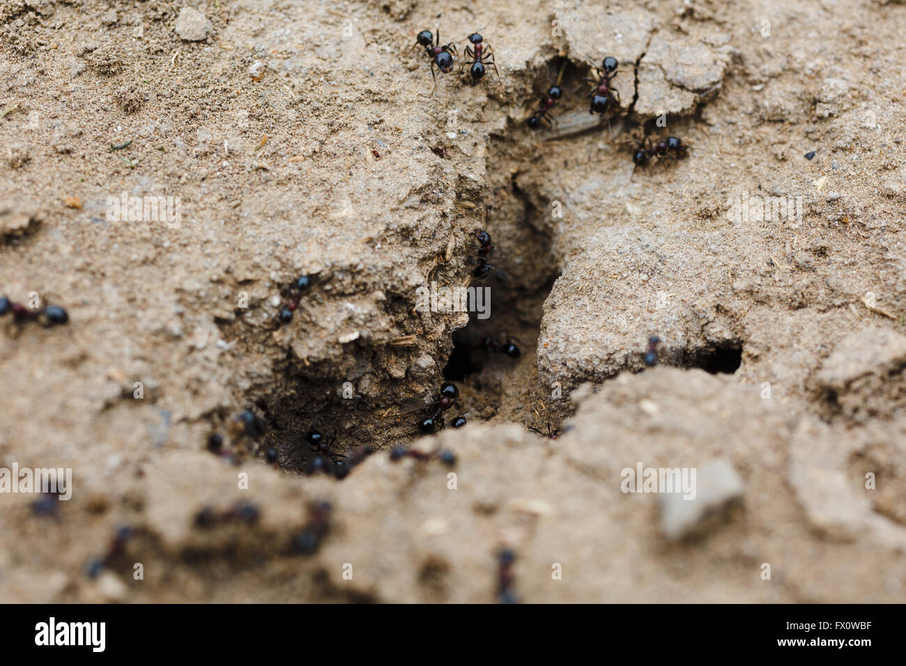 Ameisenhaufen im Boden Stockfoto