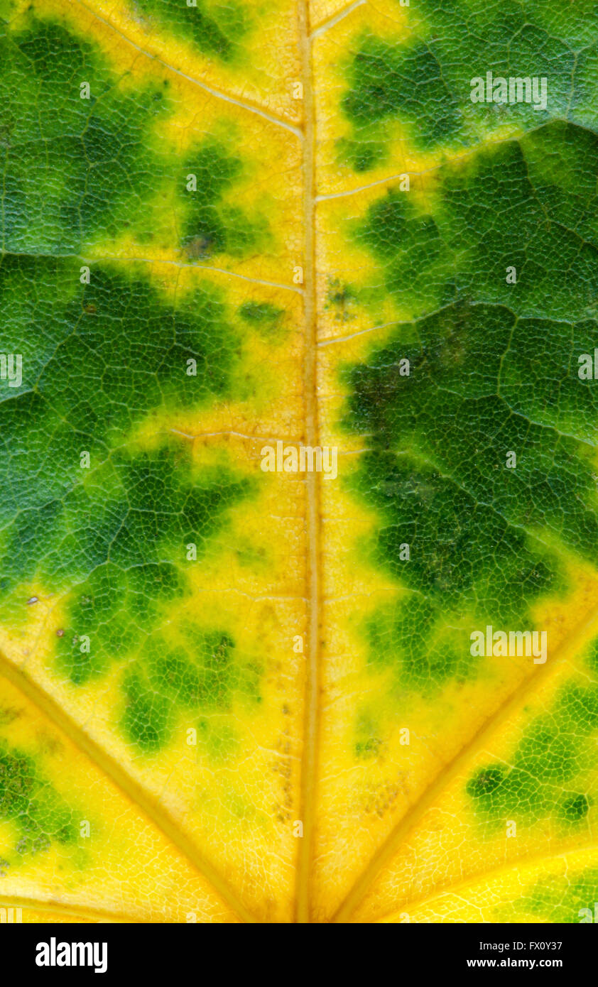 Fallen Sie gelbe Blätter, schöne Dekoration Textur. Stockfoto