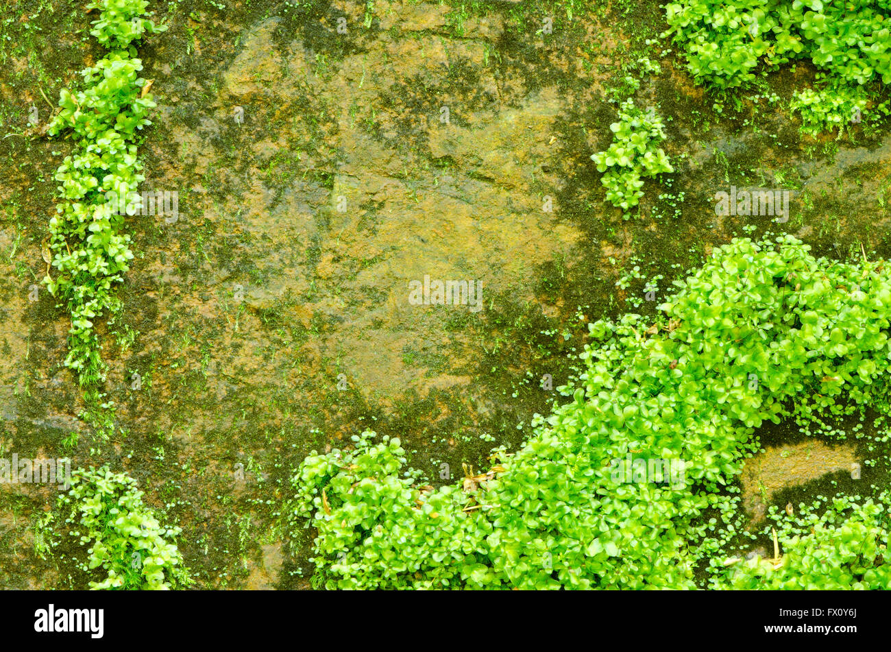 Moosige Felsen, natürliche grüne Outdoor-Texutre Hintergrund. Stockfoto
