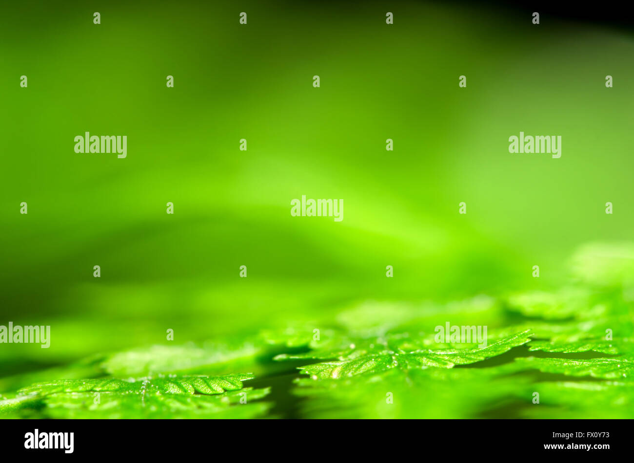 Detail der grünen Farn Blatt, verschwommene Natur Hintergrund. Stockfoto