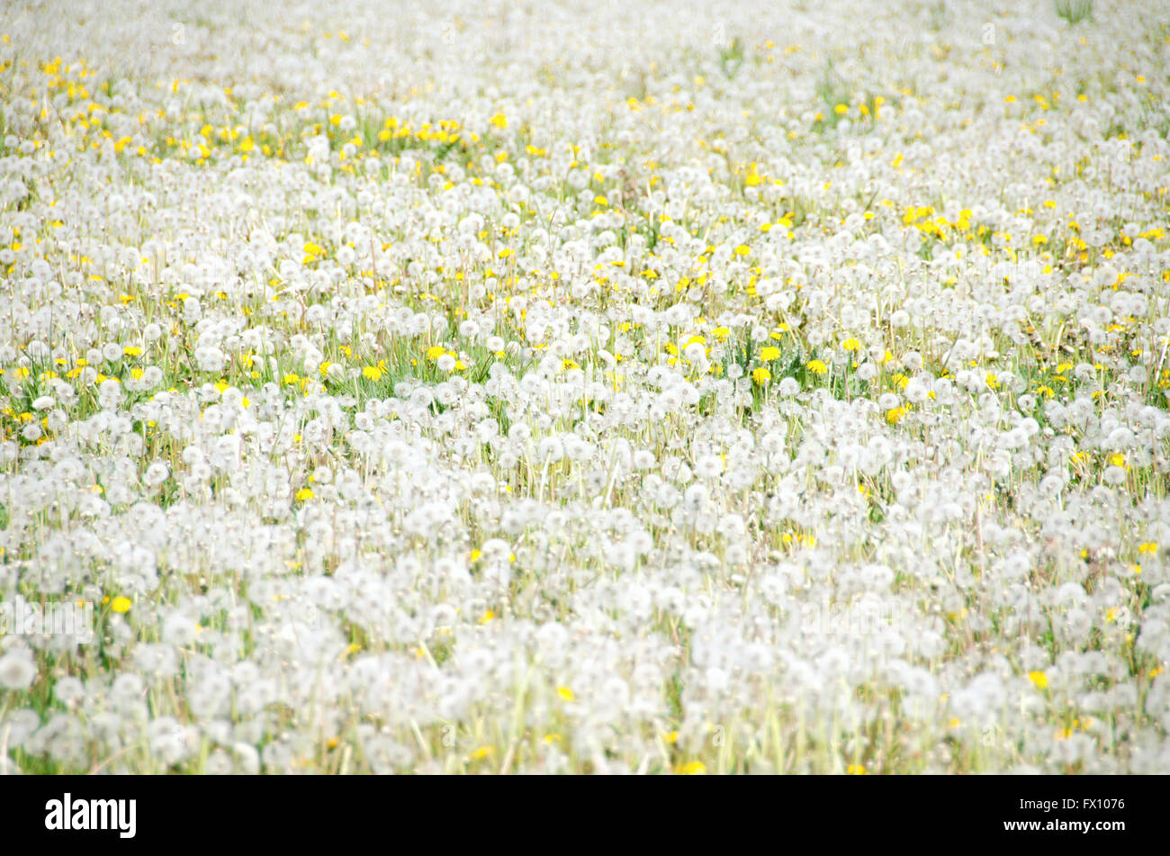 Vorbei an blühen Löwenzahn Wiese Horizontal ohne Menschen erschossen. Stockfoto