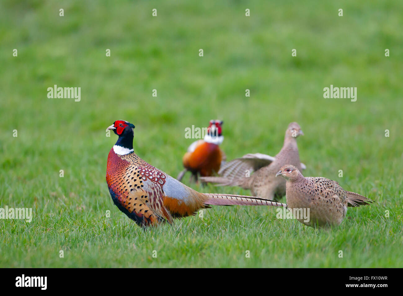 Gemeinsamen Fasan Phasianus Colchicusa männlichen und weiblichen im Frühjahr Stockfoto