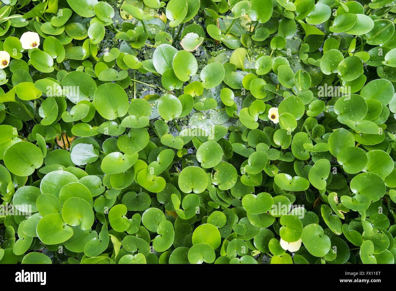 Postkarte von einem teich Fotos und Bildmaterial in hoher Auflösung