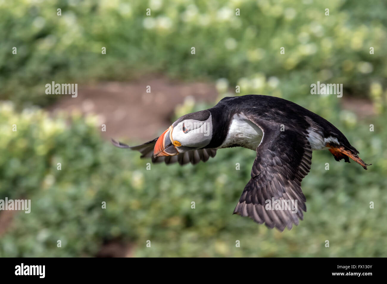 Ein Papageitaucher Abflugort Brutstätten auf den Farne Islands, Great Britain, eine Mahlzeit zu fangen Stockfoto