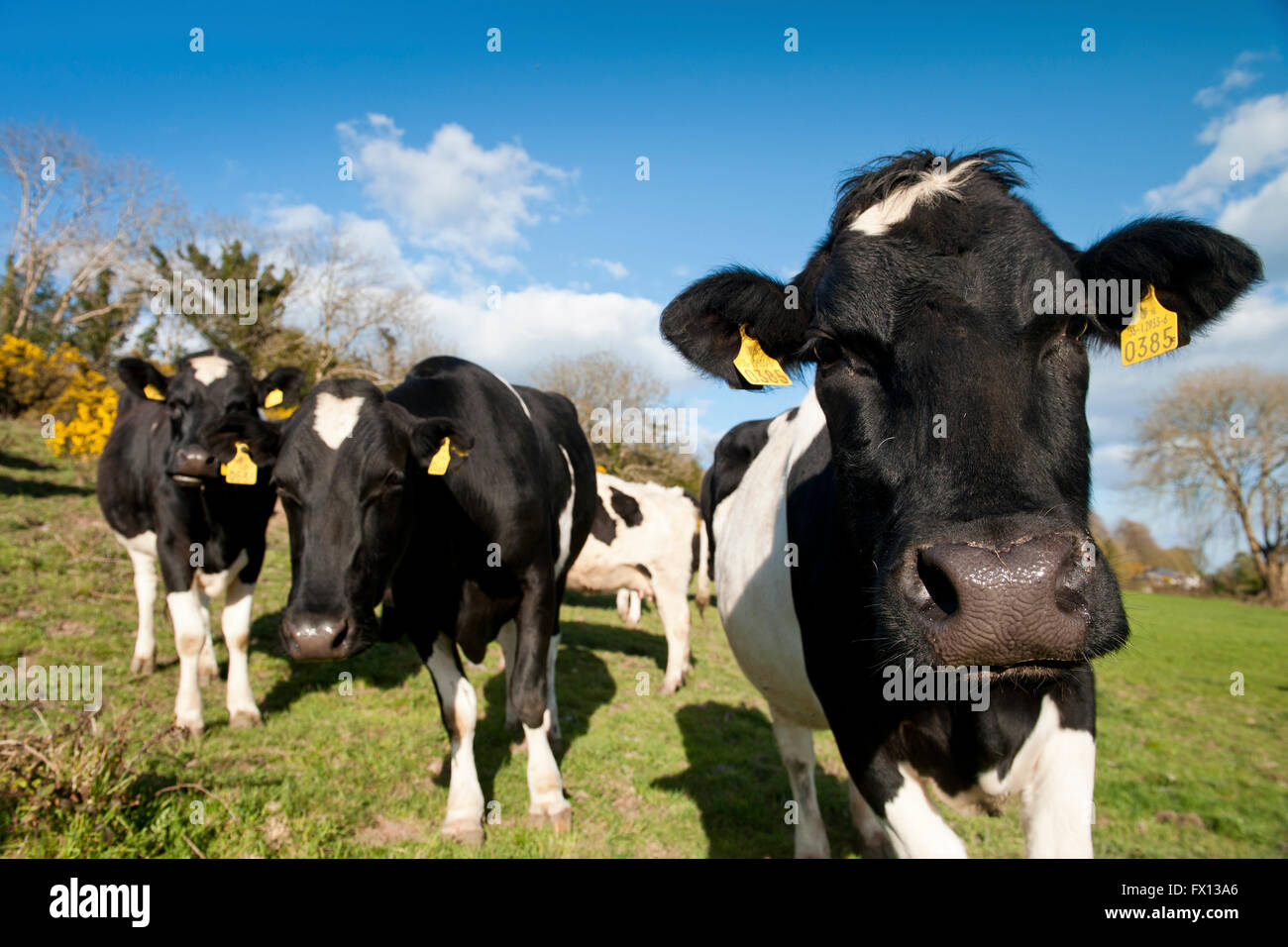 Holstein Friesian Cattle Stockfotos und -bilder Kaufen - Alamy
