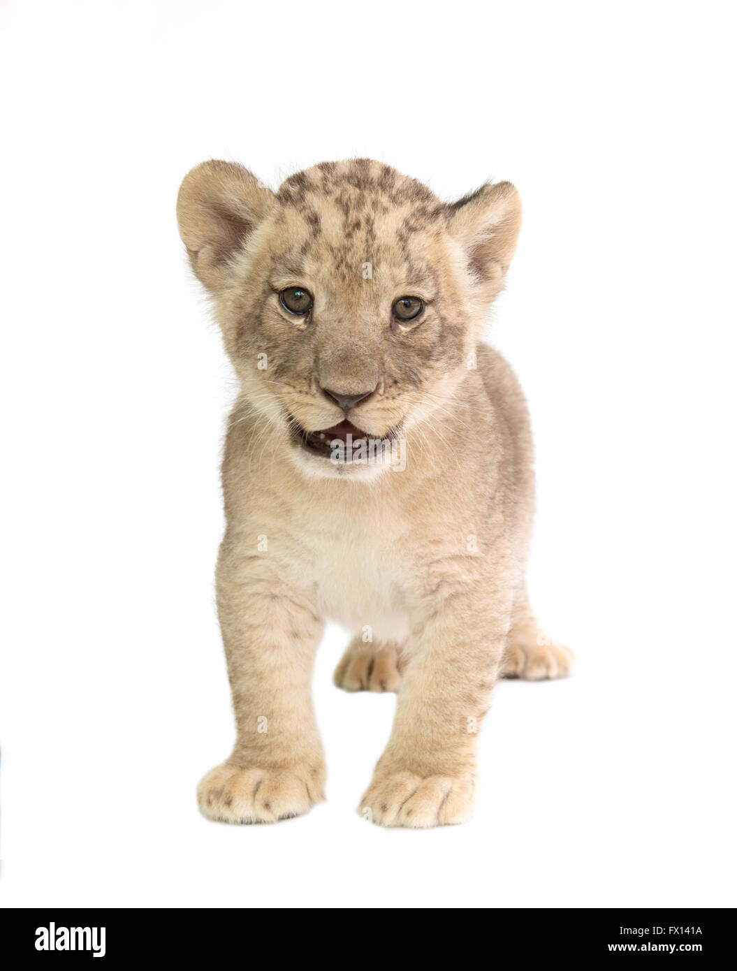 Baby-Löwe (Panthera Leo) isoliert auf weißem Hintergrund Stockfoto
