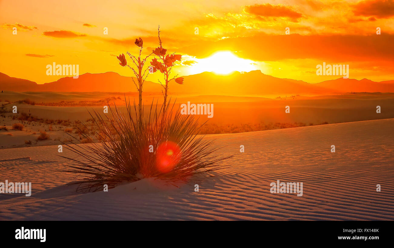 Ein schöner Sonnenuntergang eine Yucca Pflanze auf den Sanddünen im White Sands National Monument in New Mexiko Stockfoto