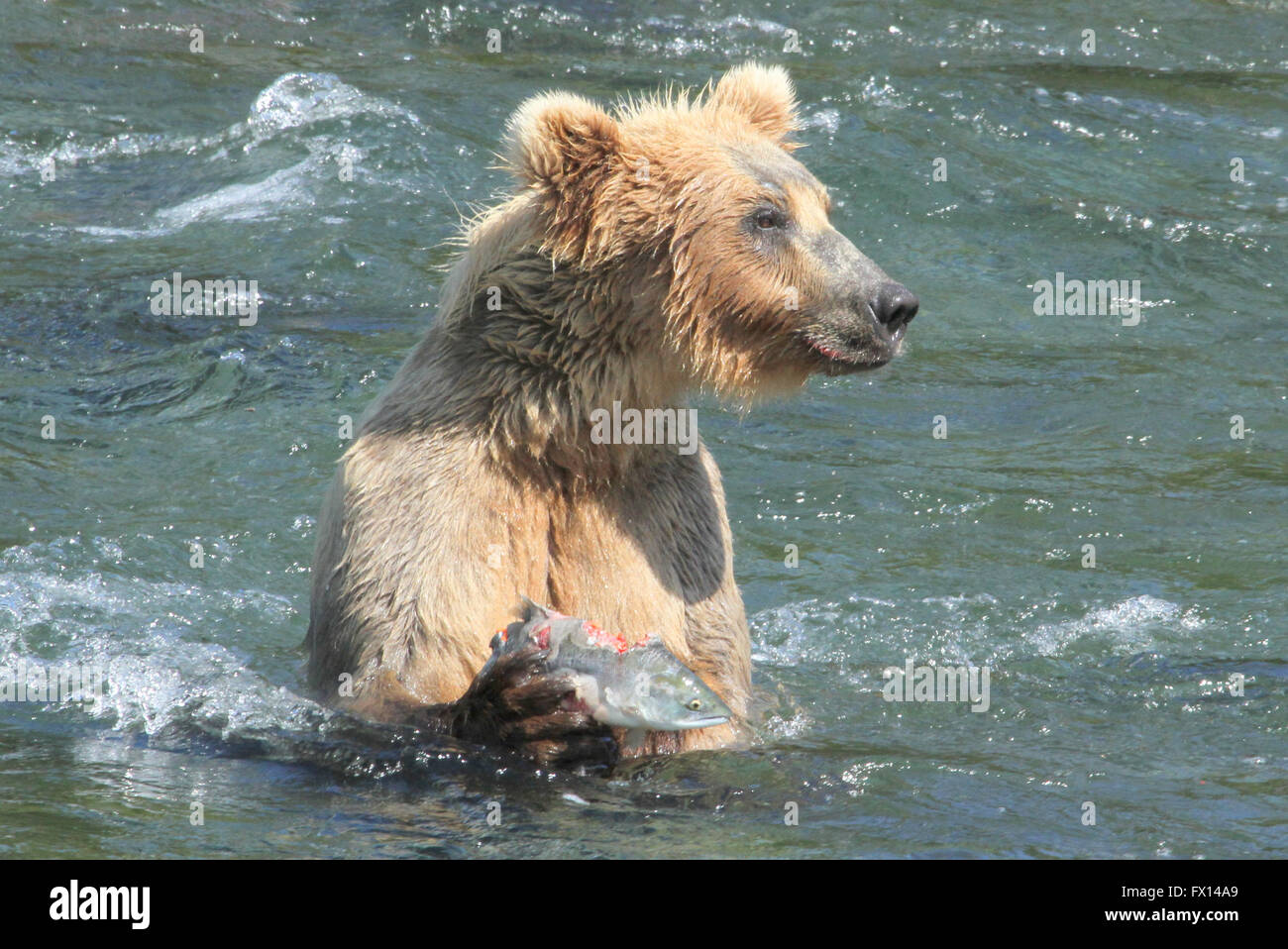 Grizzly Bär mit Lachs Katmai Nationalpark Stockfoto