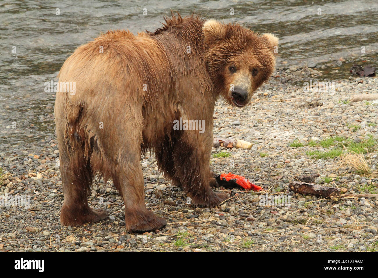 Grizzly Bear genießen Lachs Stockfoto
