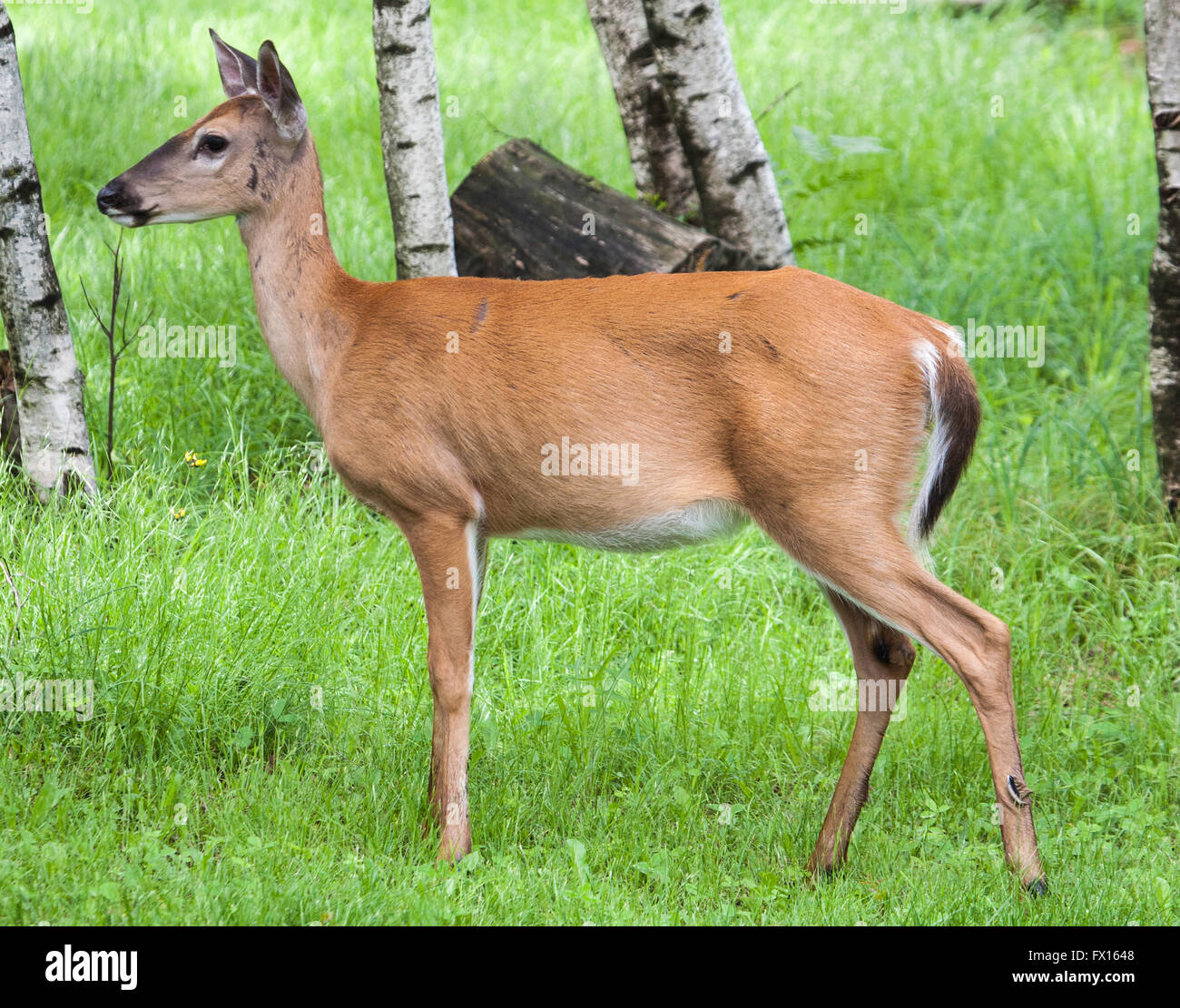 Seite im Hochformat Whitetail Mustermann Stockfoto