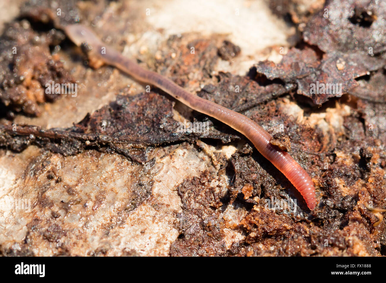 Regenwürmer auf einem Stück Holz, Makro-Foto, selektiven Fokus Stockfoto
