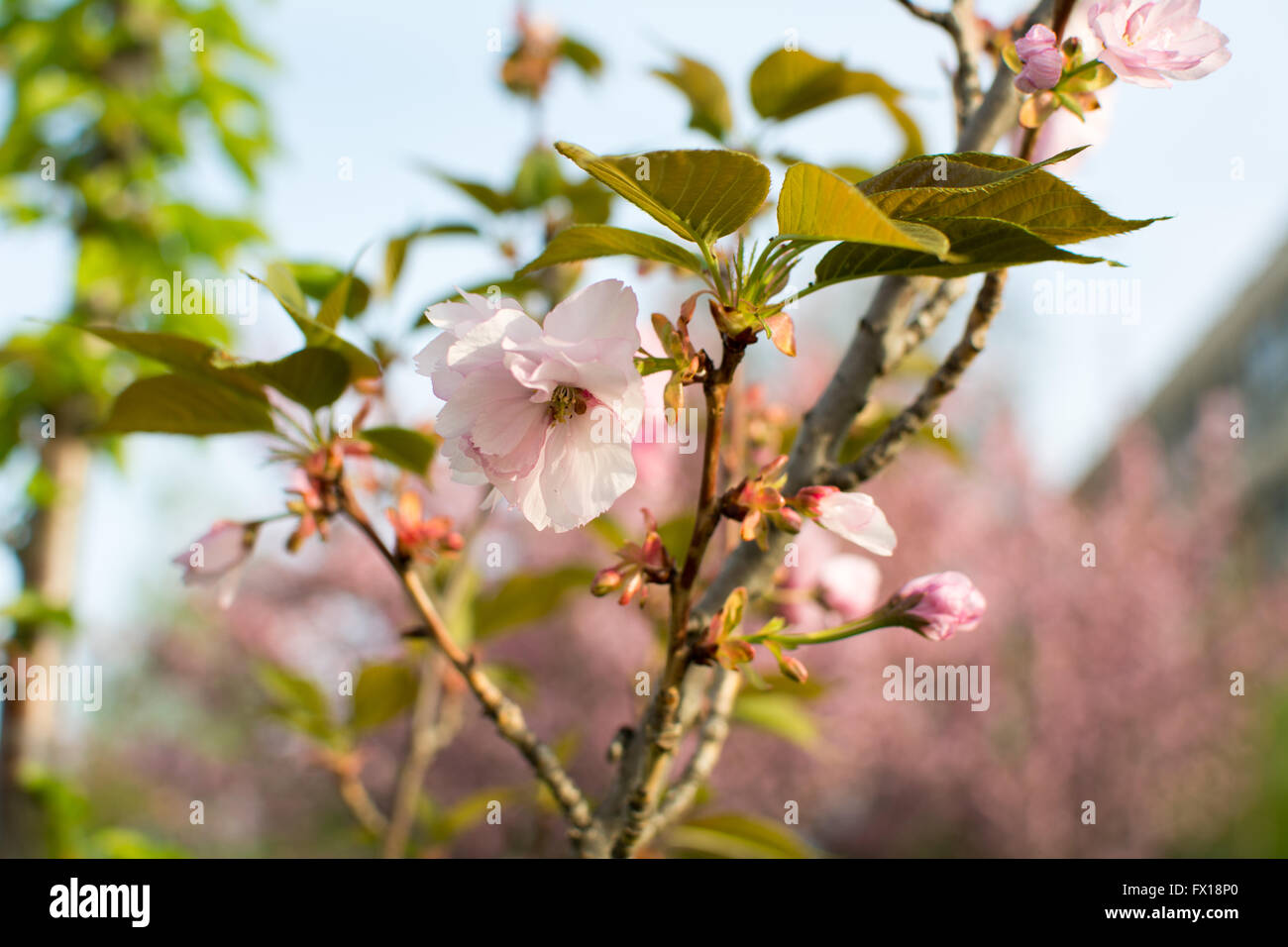 Kirschblüte Blüten auf einem Baum im freien Stockfoto