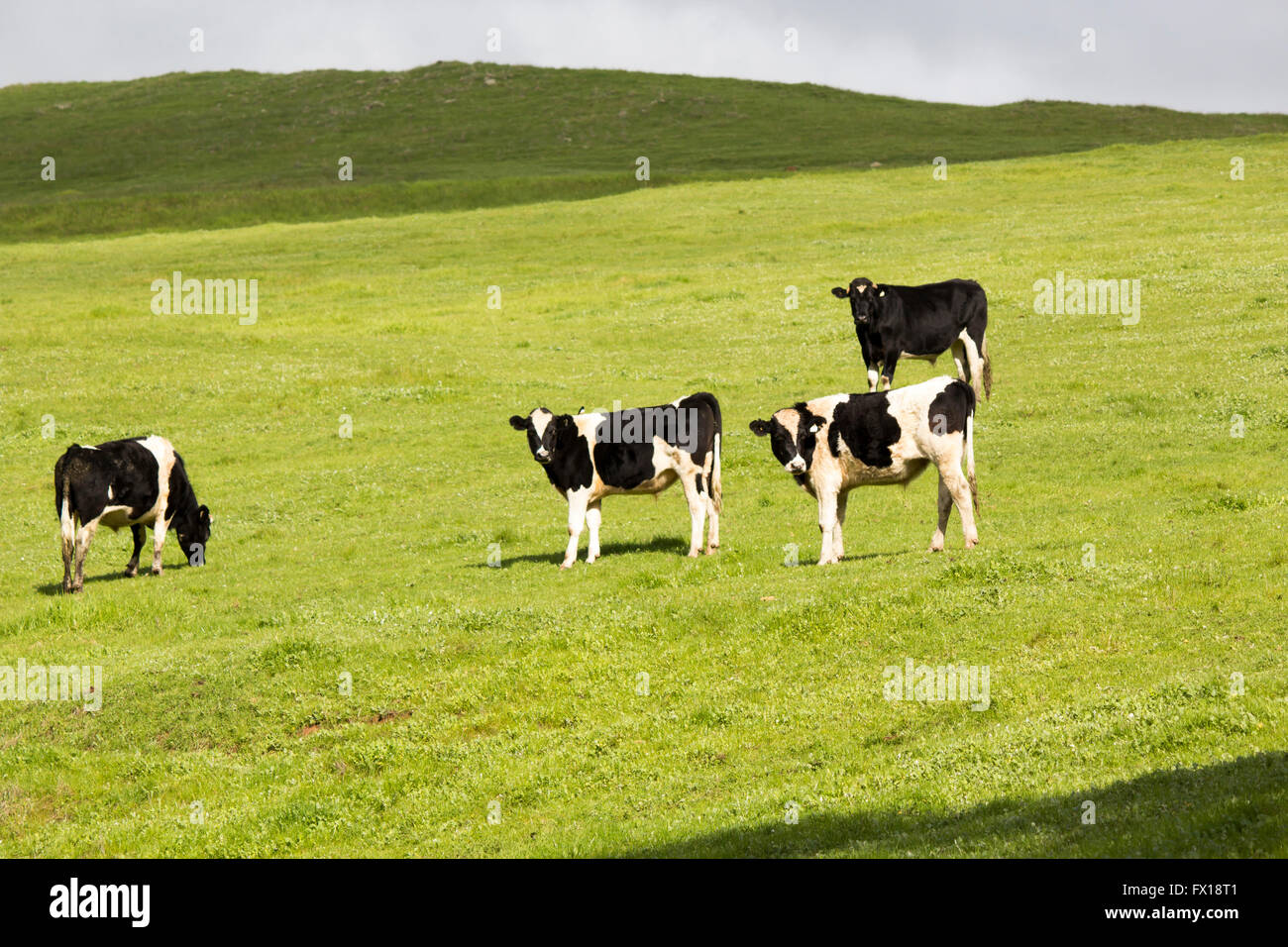 Schwarz und weiß Holstein-Friesian Vieh auf dem grünen Hügel in der ...
