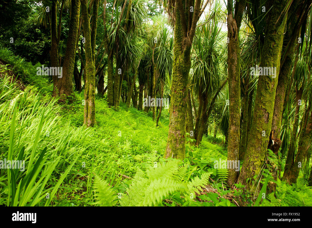 Betelpalmen in Neuseeland Abschnitt von Batumi Botanischer Garten Stockfoto