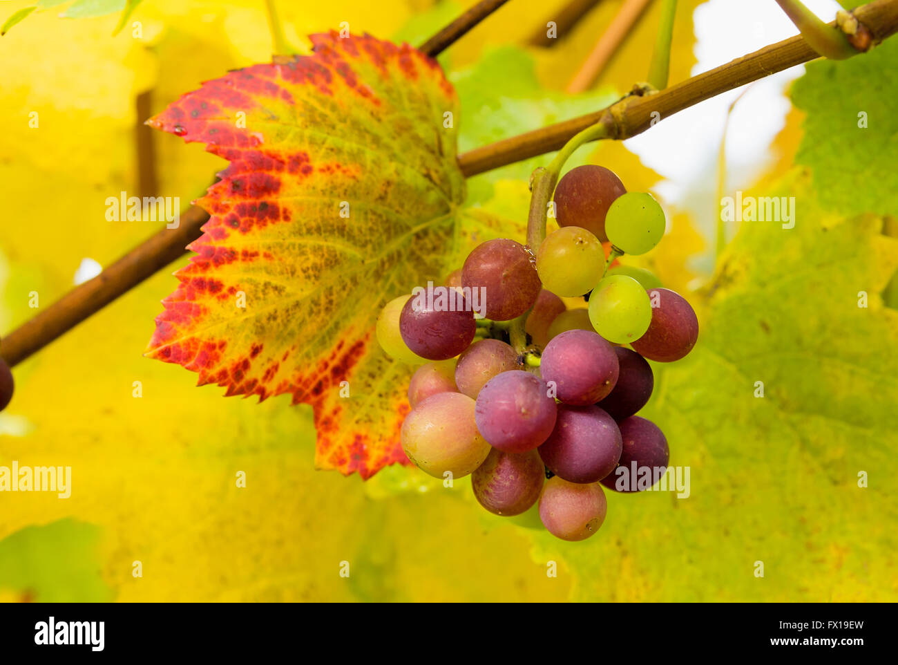 Trauben mit Blättern auf Weinrebe reif für die Ernte im Herbst Saison Nahaufnahme Makro Stockfoto