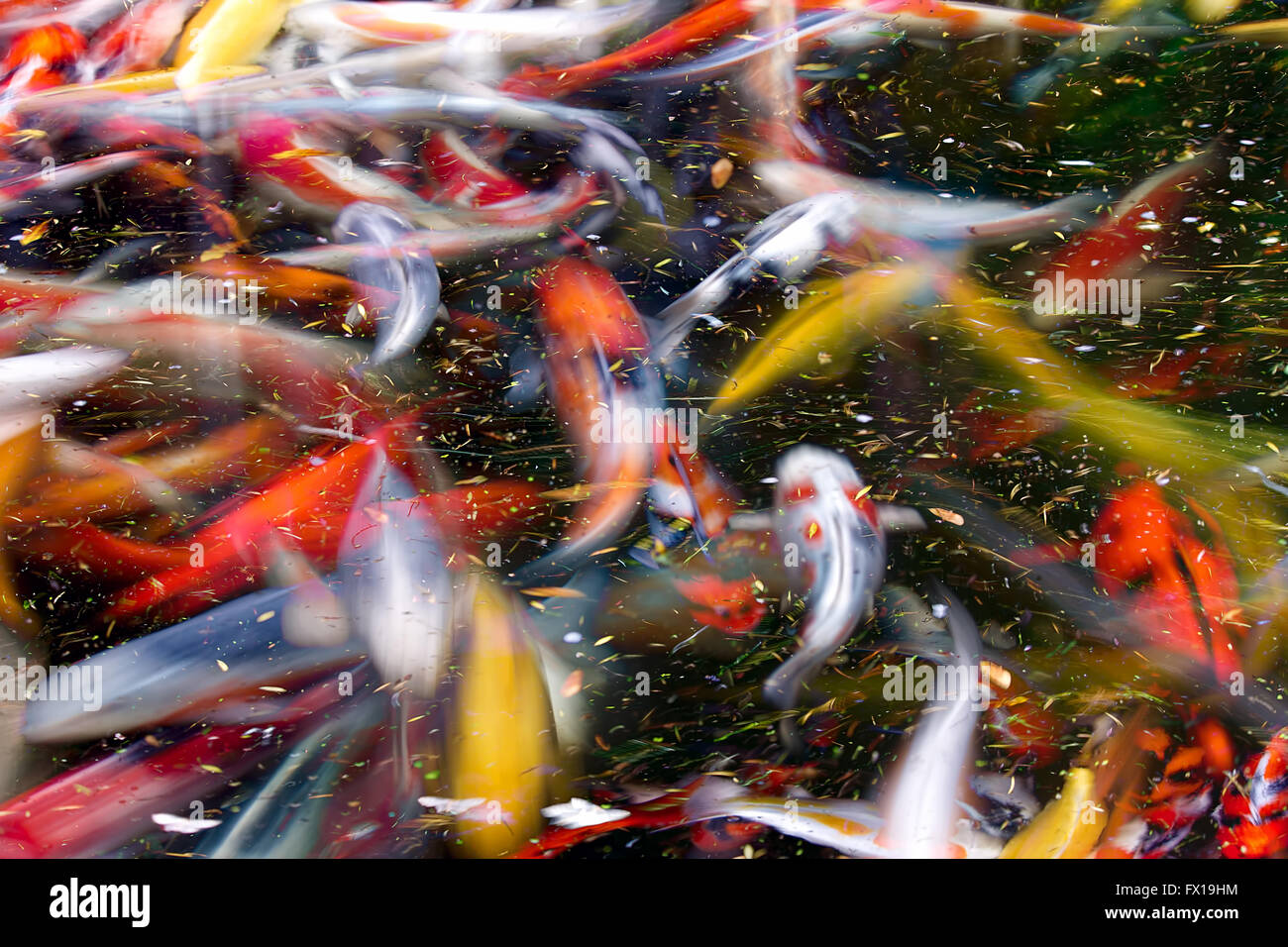 Koi Fisch-Teich am japanischen Garten Langzeitbelichtung abstrakten Hintergrund Stockfoto
