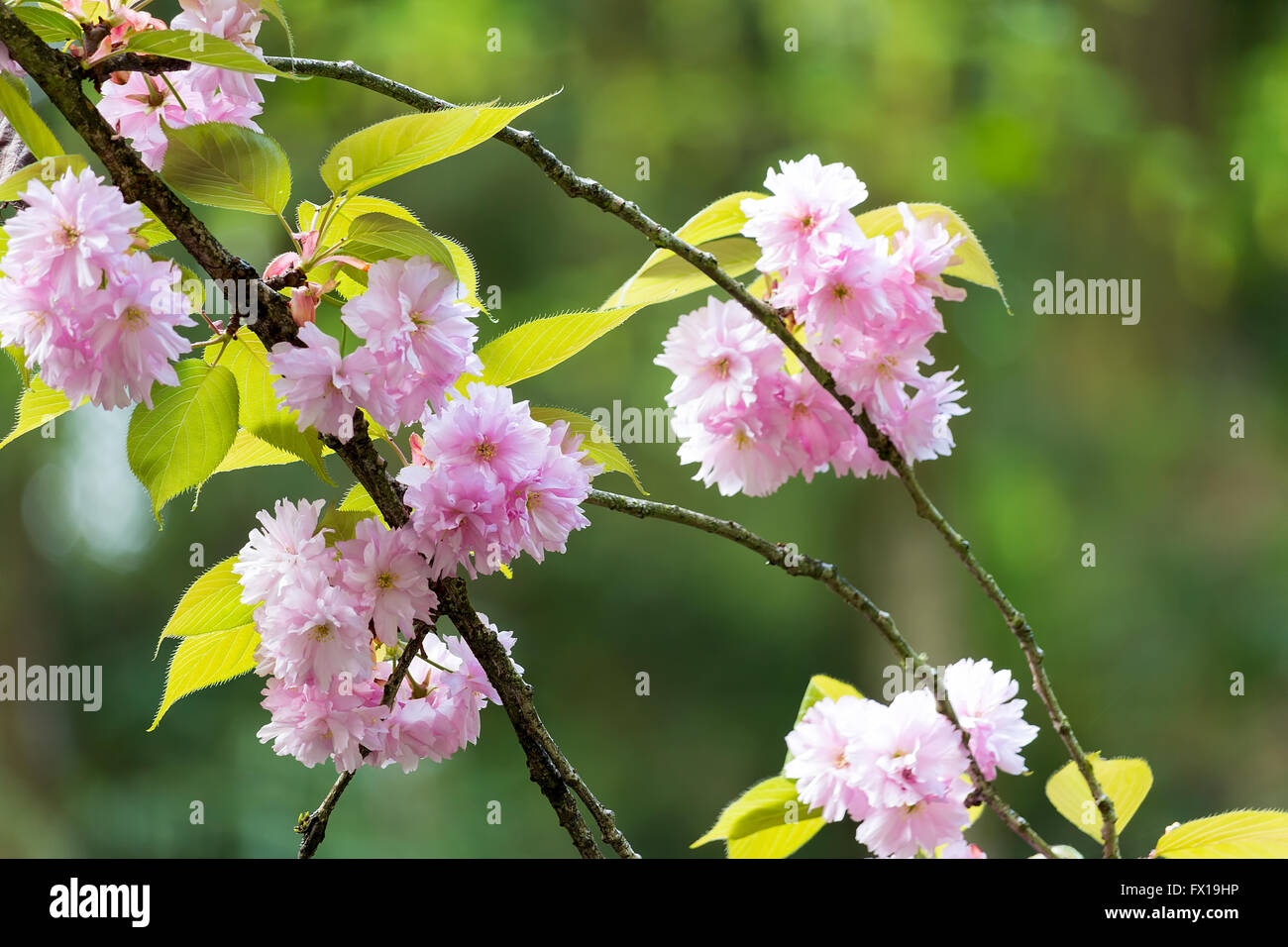 Kwanzan Kirschblüten blühen auf Ästen während Frühling closeup Stockfoto