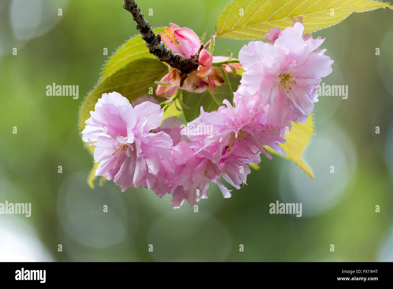 Kwanzan Kirschblüten blühen im Frühling Nahaufnahme Makro Stockfoto