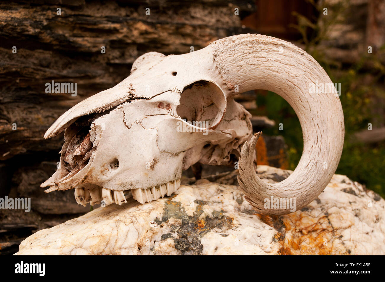 Weiße Ziegen Schädel mit geschweiften Hörnern für schamanistischen Ritualen verwendet Stockfoto