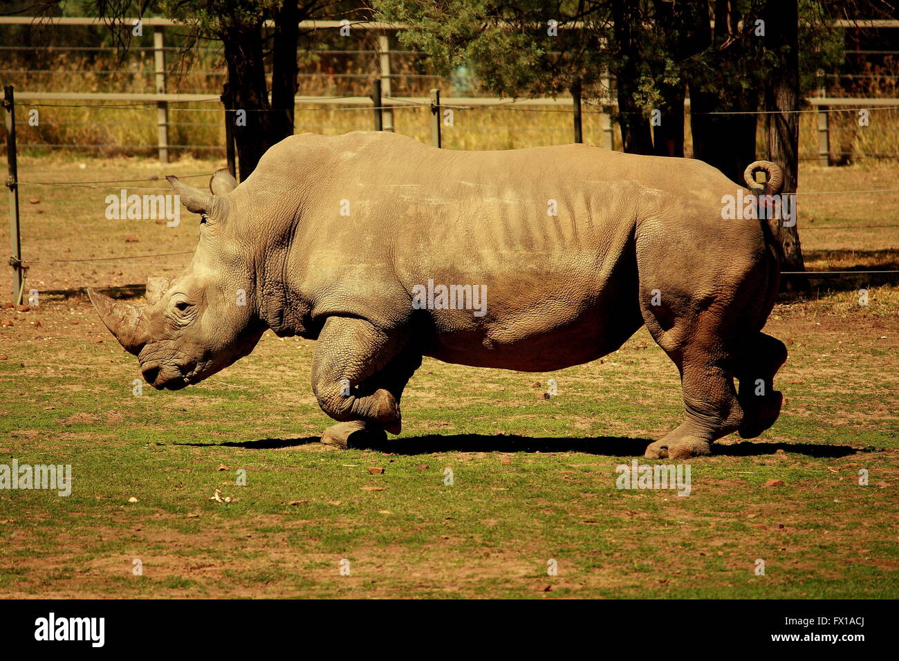 Nashorn, das allein in seinem Zoogehege läuft, zeigt natürliche Energie, Kraft und instinktives Verhalten in einem bewirtschafteten Lebensraum Stockfoto