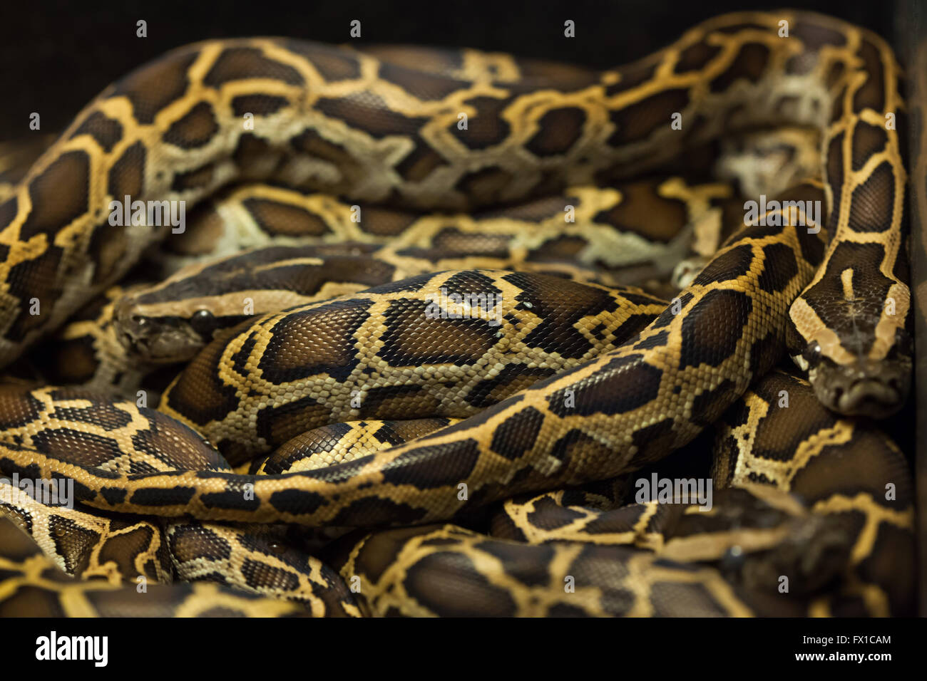 Burmesischen Python (Python Bivittatus) im Zoo von Budapest in Budapest, Ungarn. Stockfoto